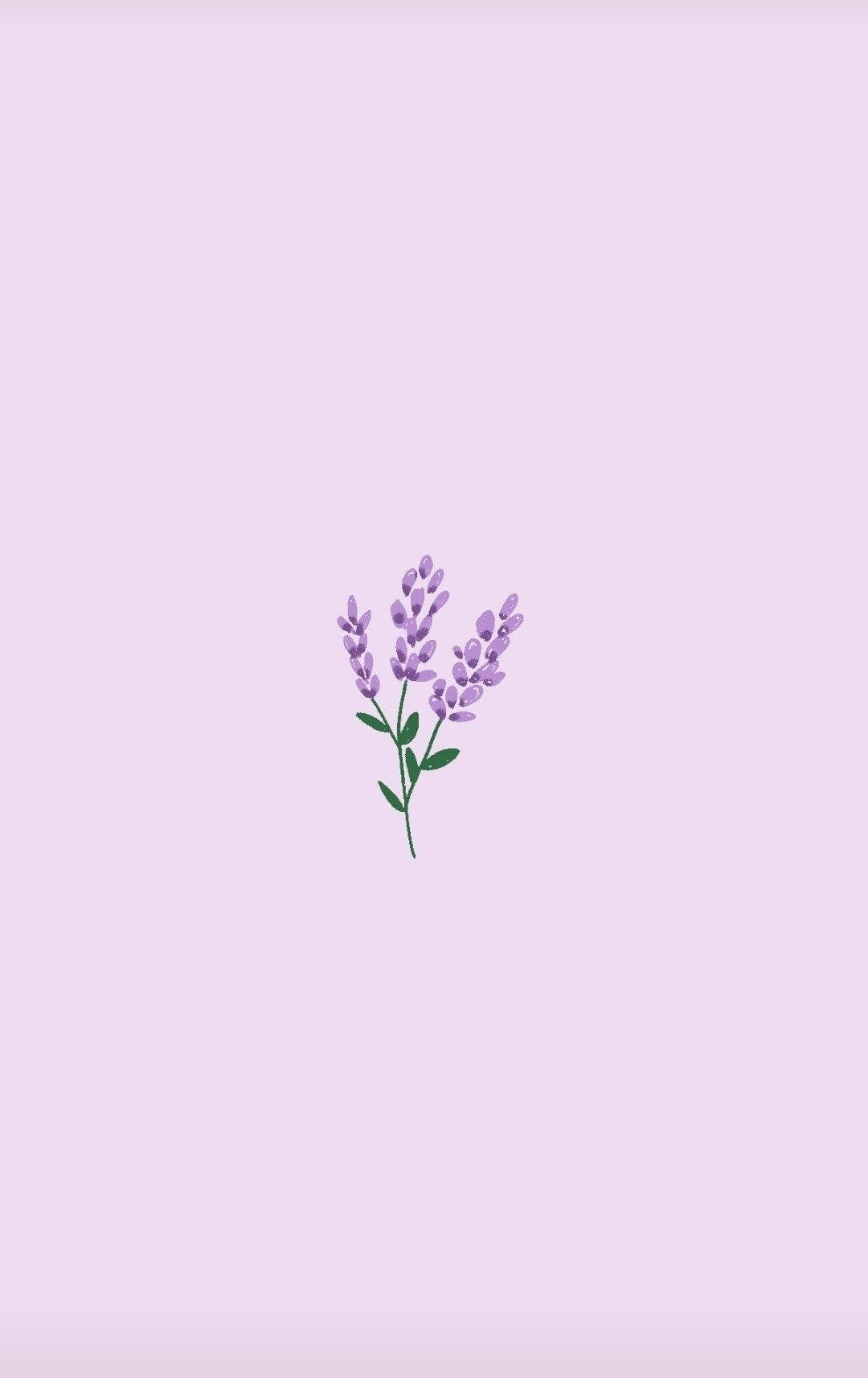 English Lavender On Light Purple Background Wallpaper