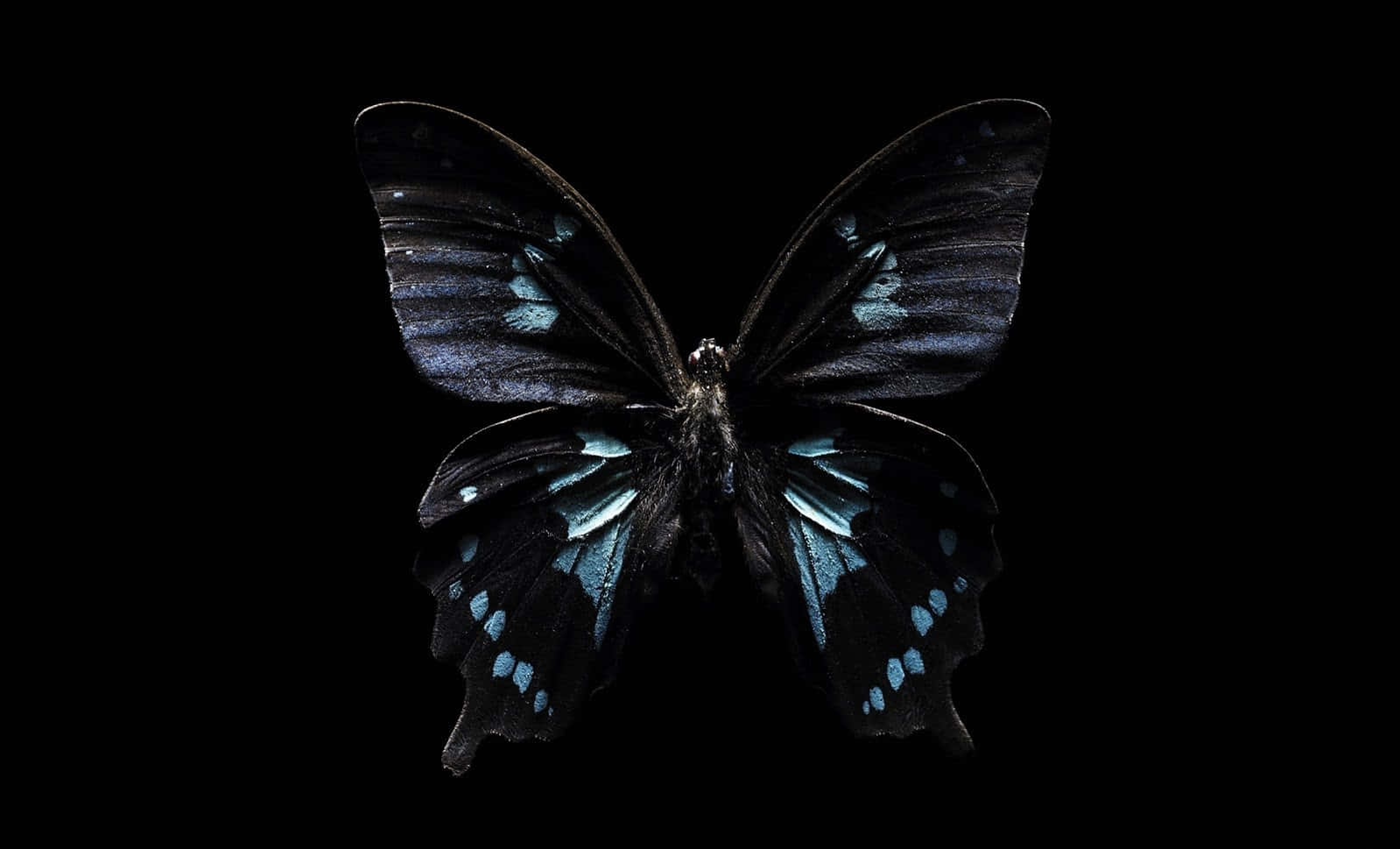 Enigmatic Dark Butterfly On A Blooming Flower Wallpaper