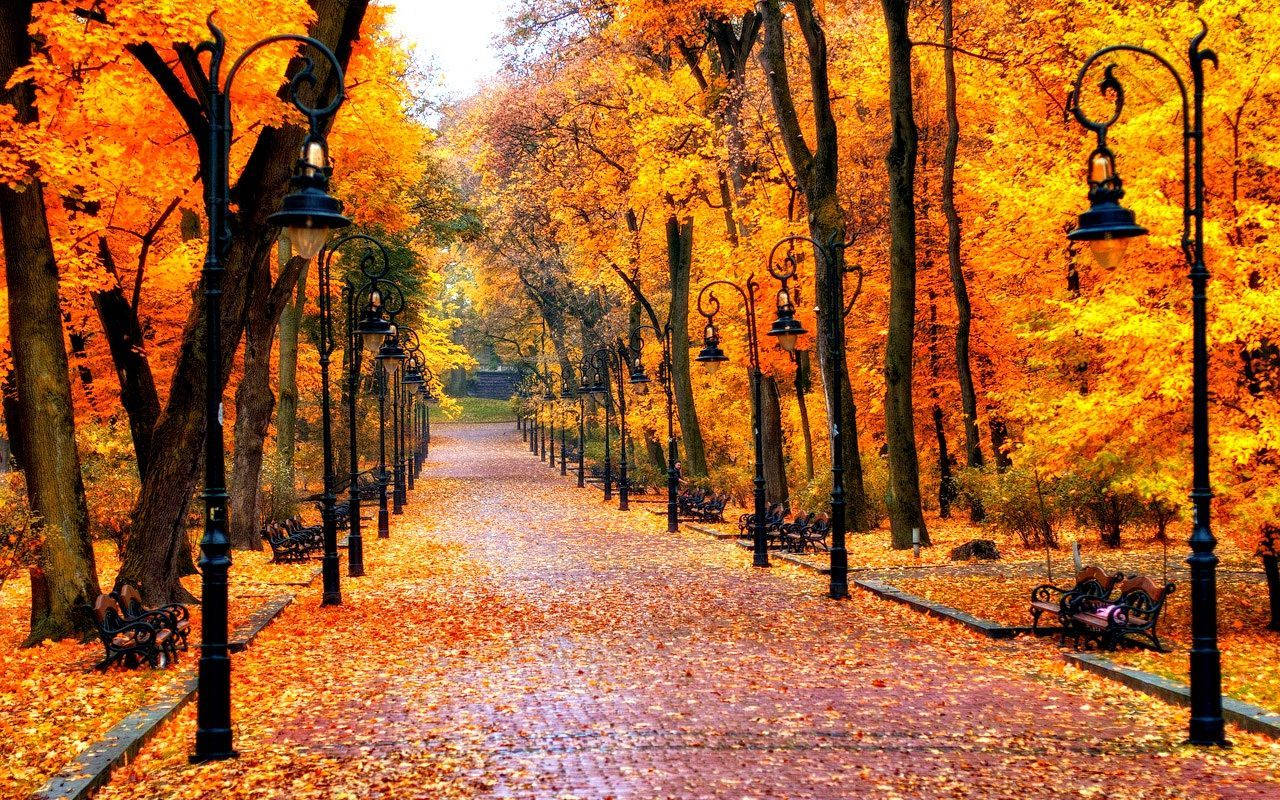 Enjoy The Beautiful Fall Leaves On A Peaceful Stroll Wallpaper