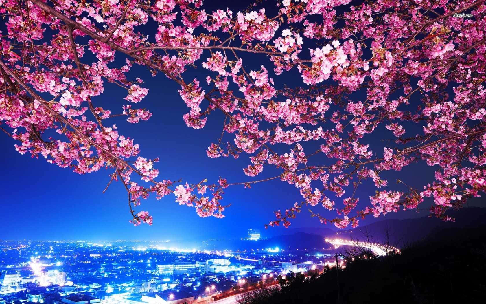 Enjoy The Beautiful Night View Of Cherry Blossoms With The Twinkle Of Stars Wallpaper