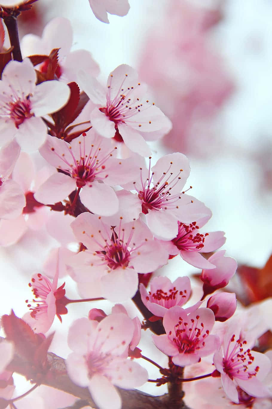 Enjoy The Beautiful, Striking Colors Of A Pink Flower Phone Wallpaper