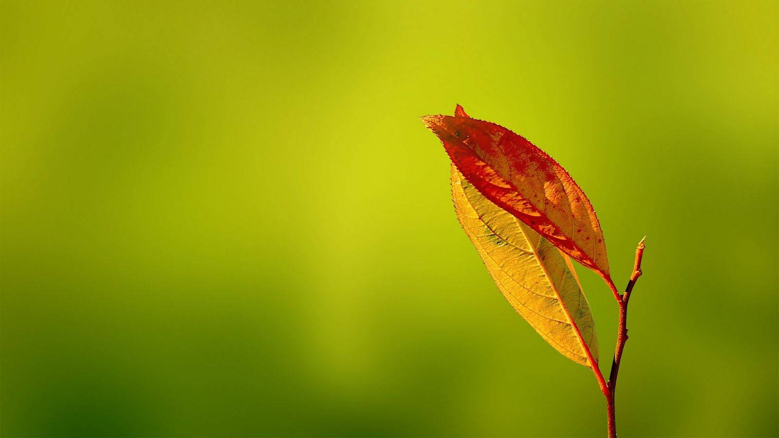 Enjoy The Beautiful Vibrancy Of This Orange And Yellow Leaf! Wallpaper