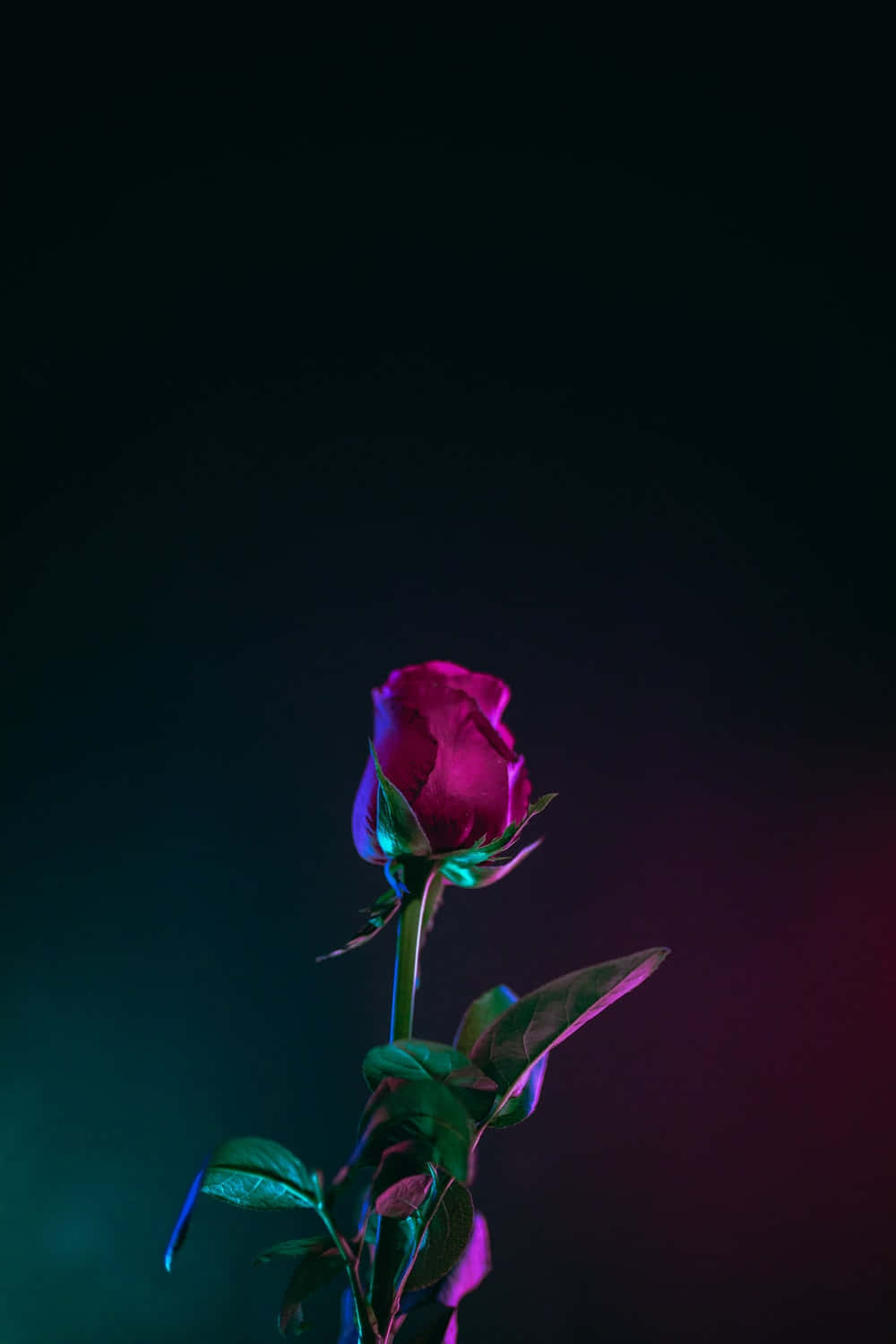 Enjoy The Beauty And Serenity That The Vibrant Colors Of This Cool Rose Bring Wallpaper