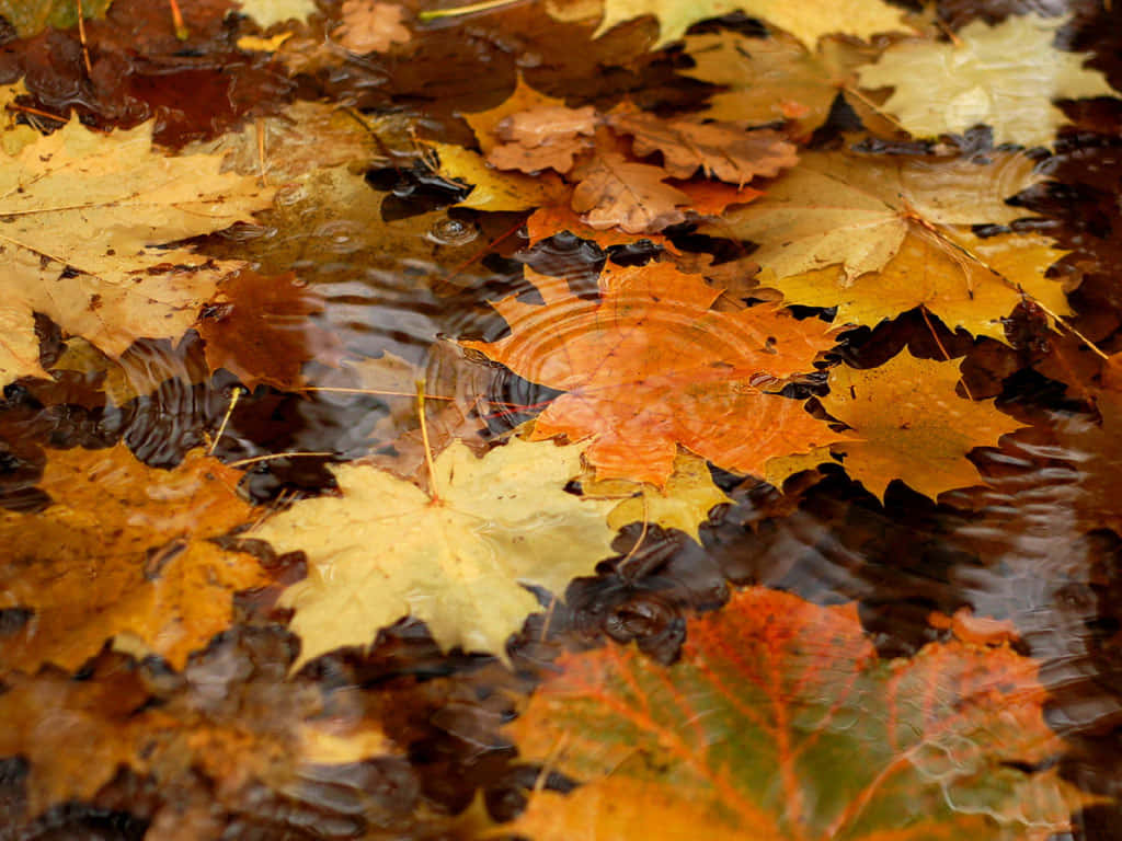 Enjoy The Beauty Of Autumn Wallpaper