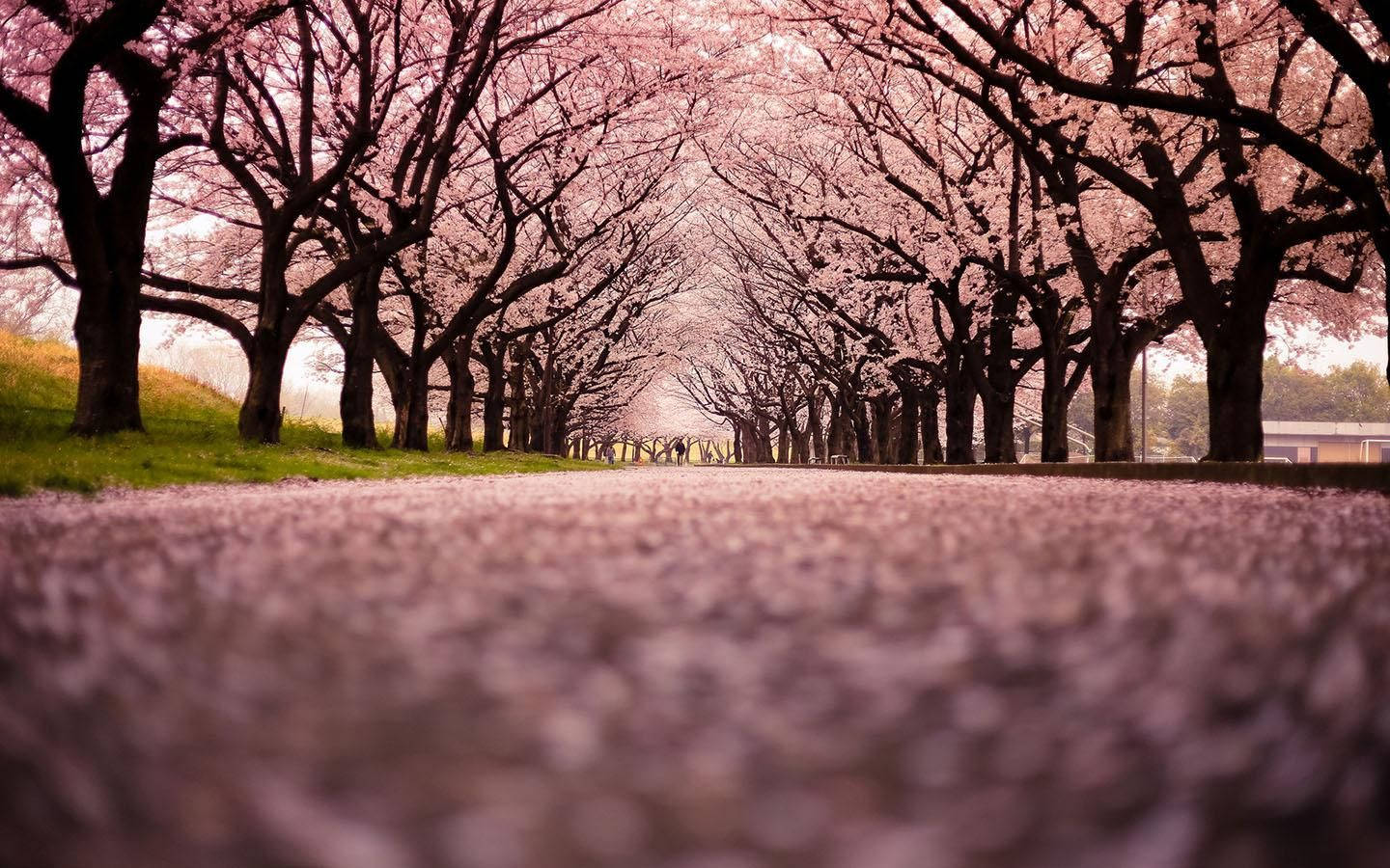Enjoy The Beauty Of Blooming Sakura In The Park. Wallpaper