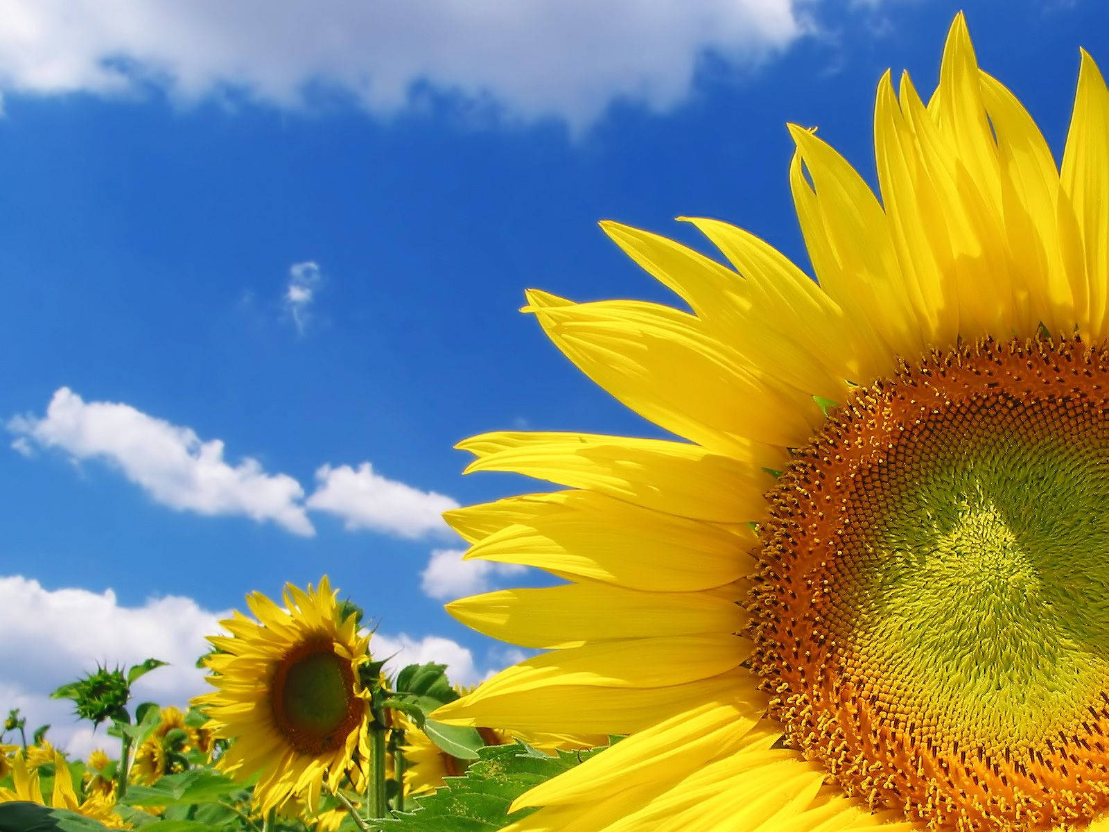 Enjoy The Beauty Of Bright Sunflowers Wallpaper