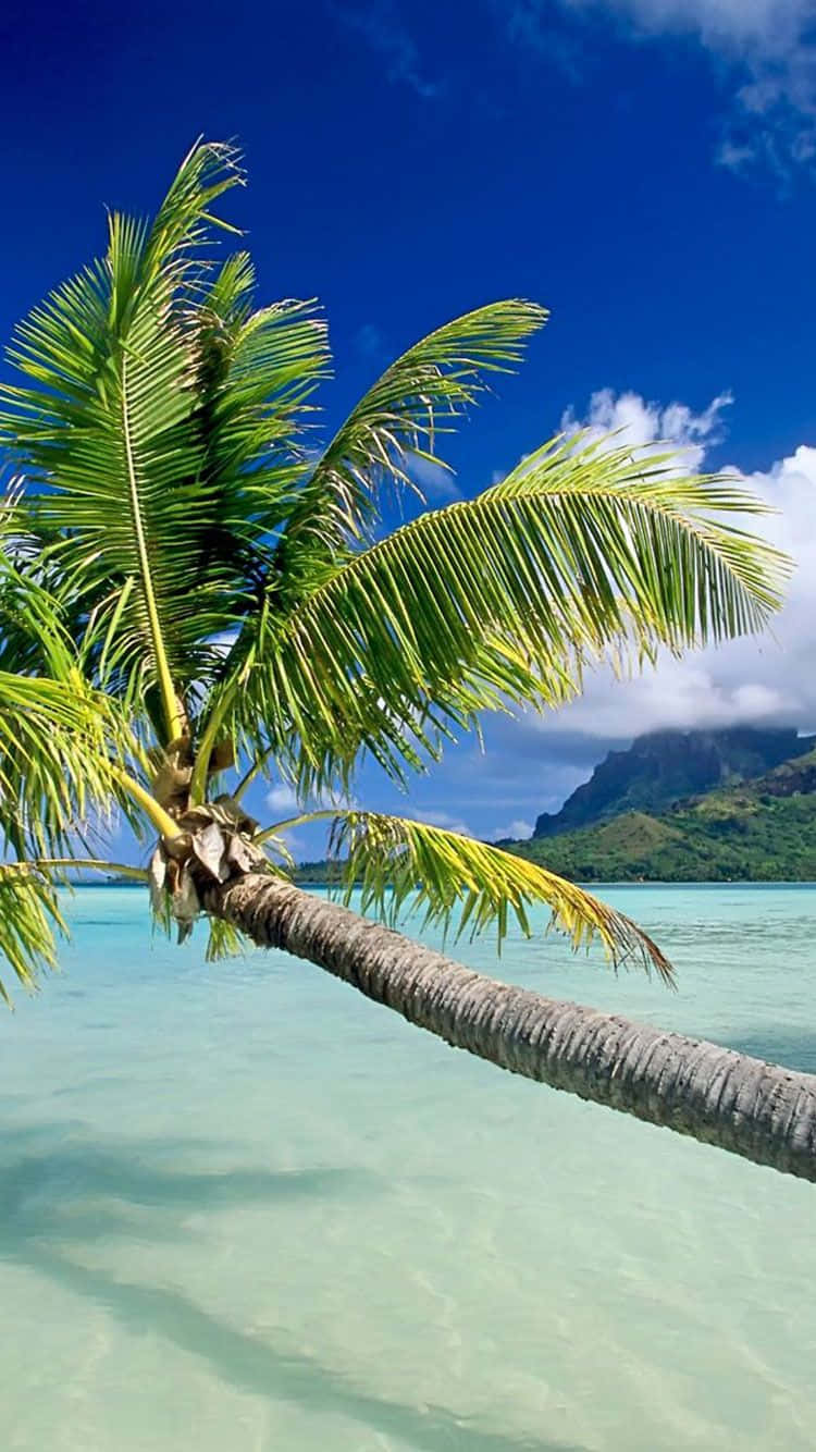 Enjoy The Beauty Of Nature With A Tropical Iphone Wallpaper