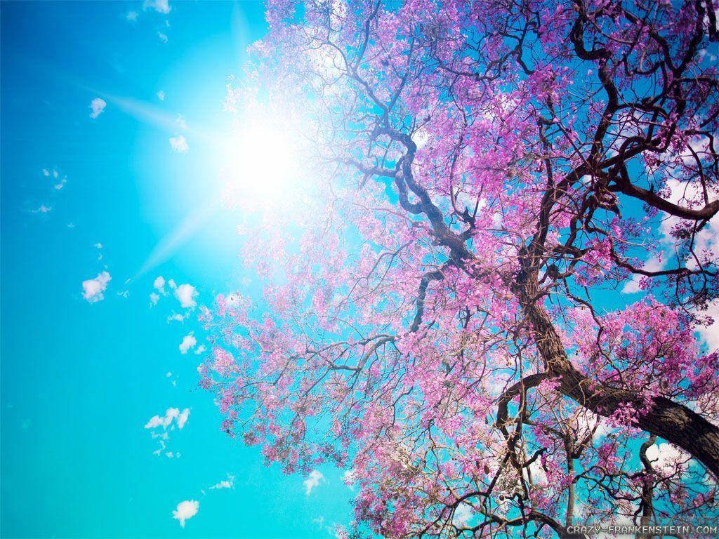 Enjoy The Beauty Of Spring Wallpaper