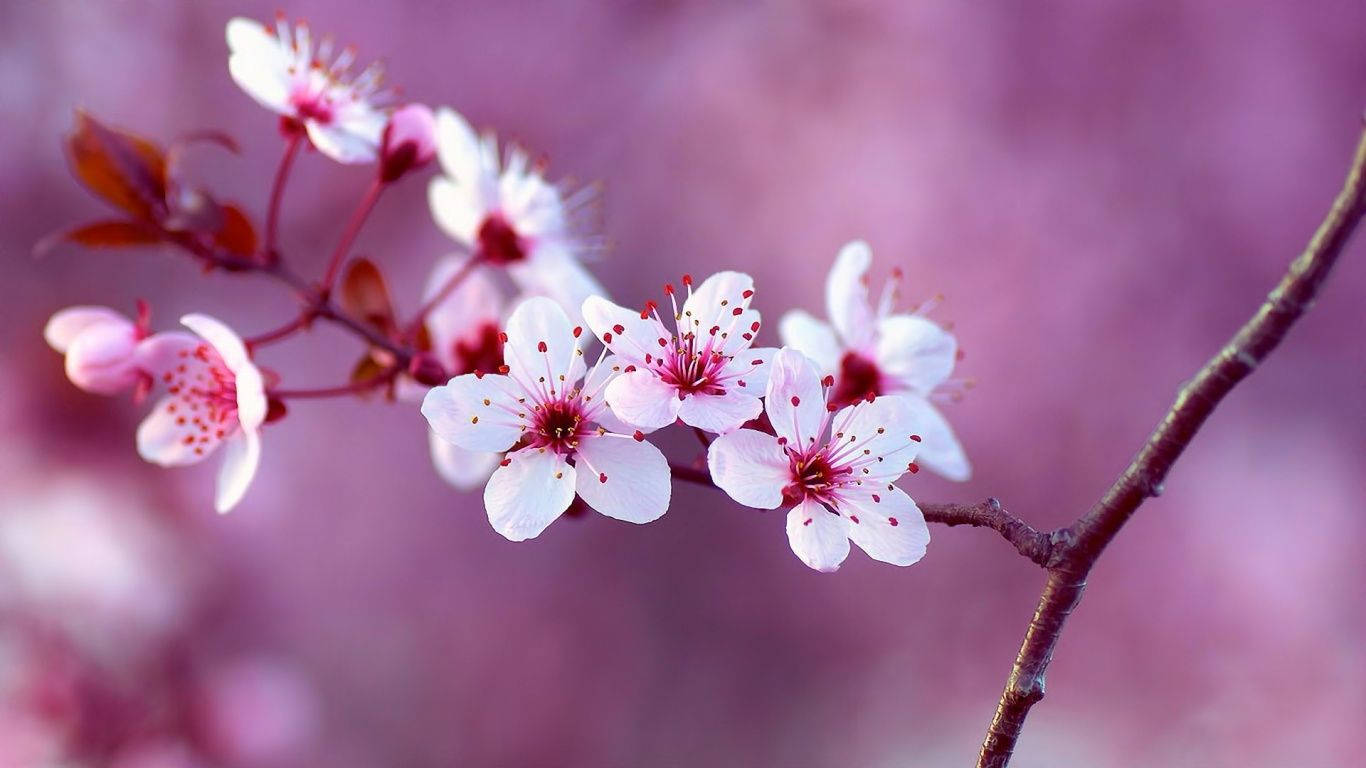 Enjoy The Beauty Of Spring Wallpaper