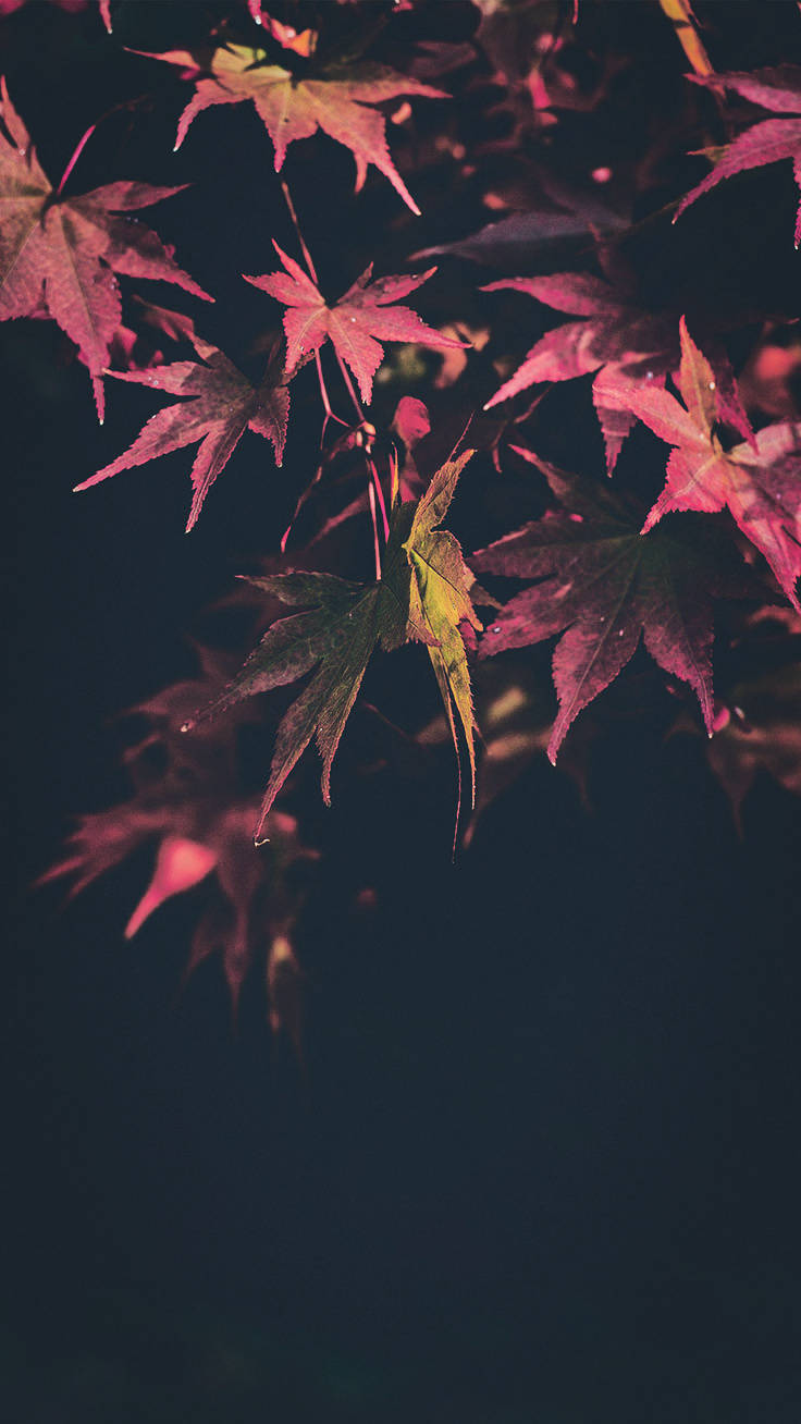 Enjoy The Colors Of Fall With This Iphone X Wallpaper Wallpaper