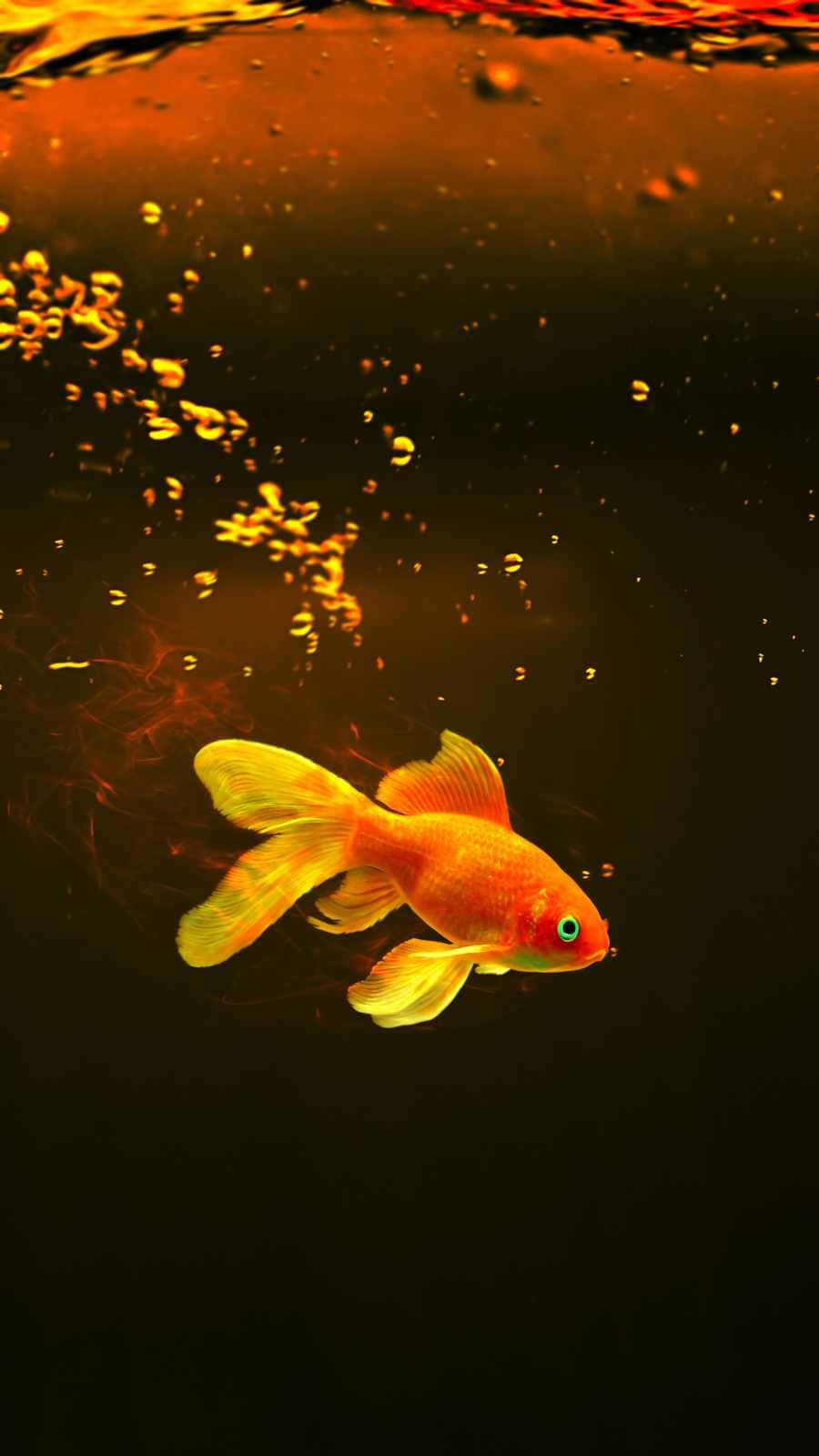 Enjoy The Serenity Of An Aquarium With Your Iphone Wallpaper