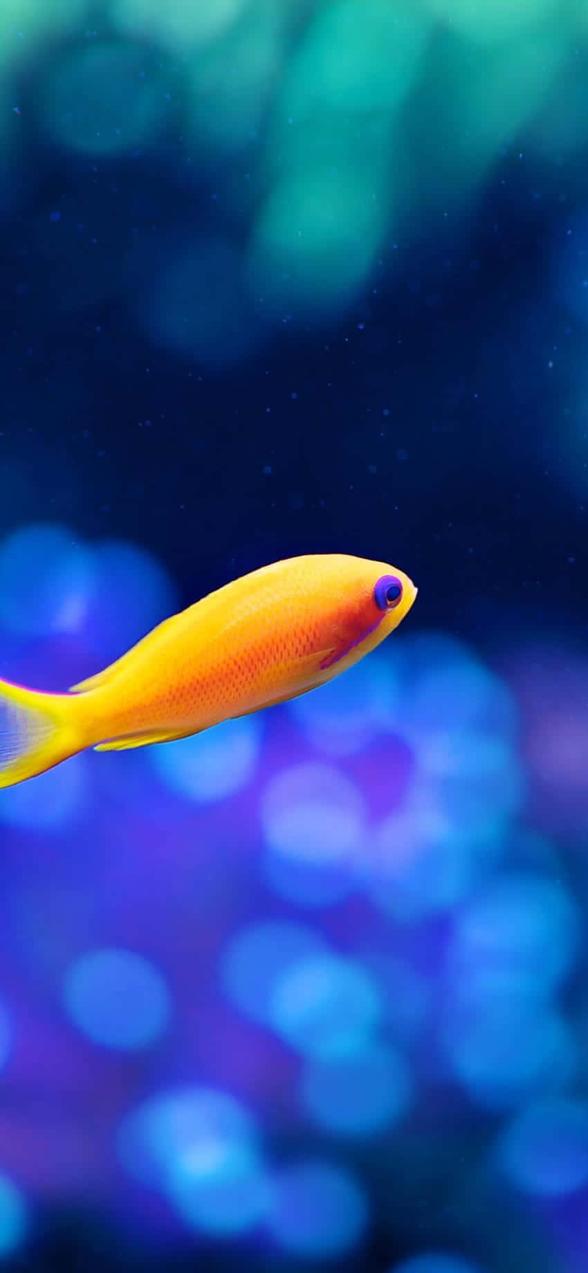 Enjoy The Serenity Of Fish Tanks With Aquarium Iphone Wallpaper