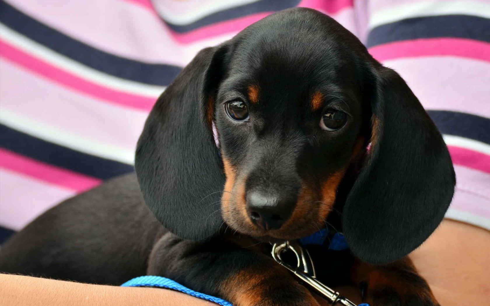 Enjoying An Afternoon At The Park With A Dachshund Friend Wallpaper