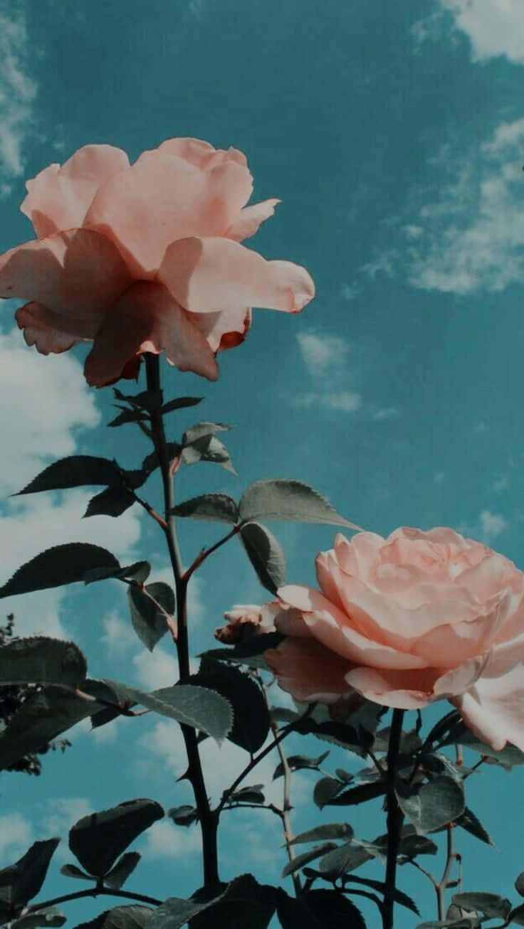 Enticing Red Roses Against A Colorful Background Wallpaper