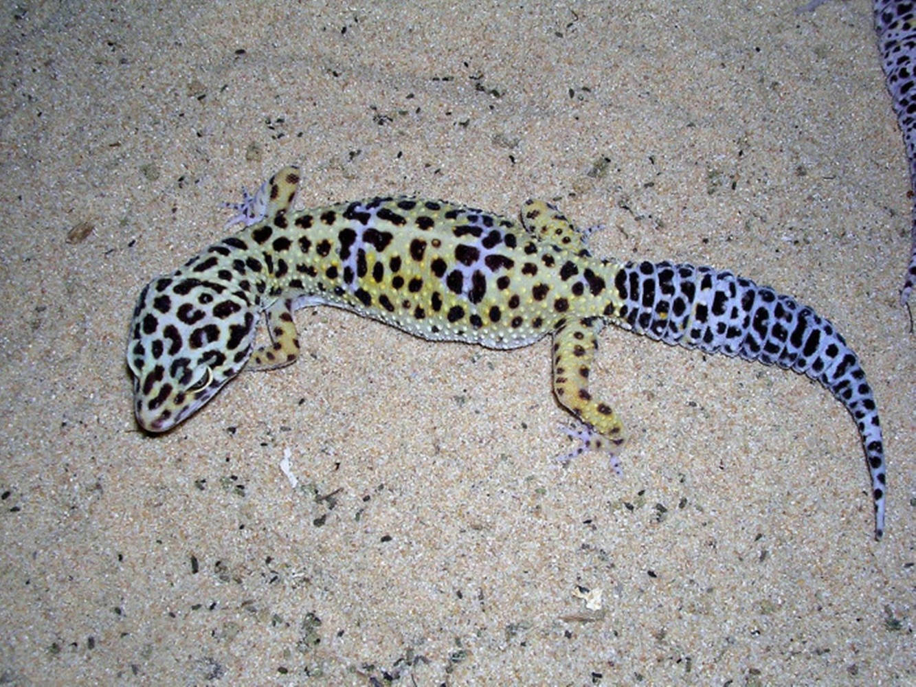 Eublepharis Geckoon Sand Wallpaper