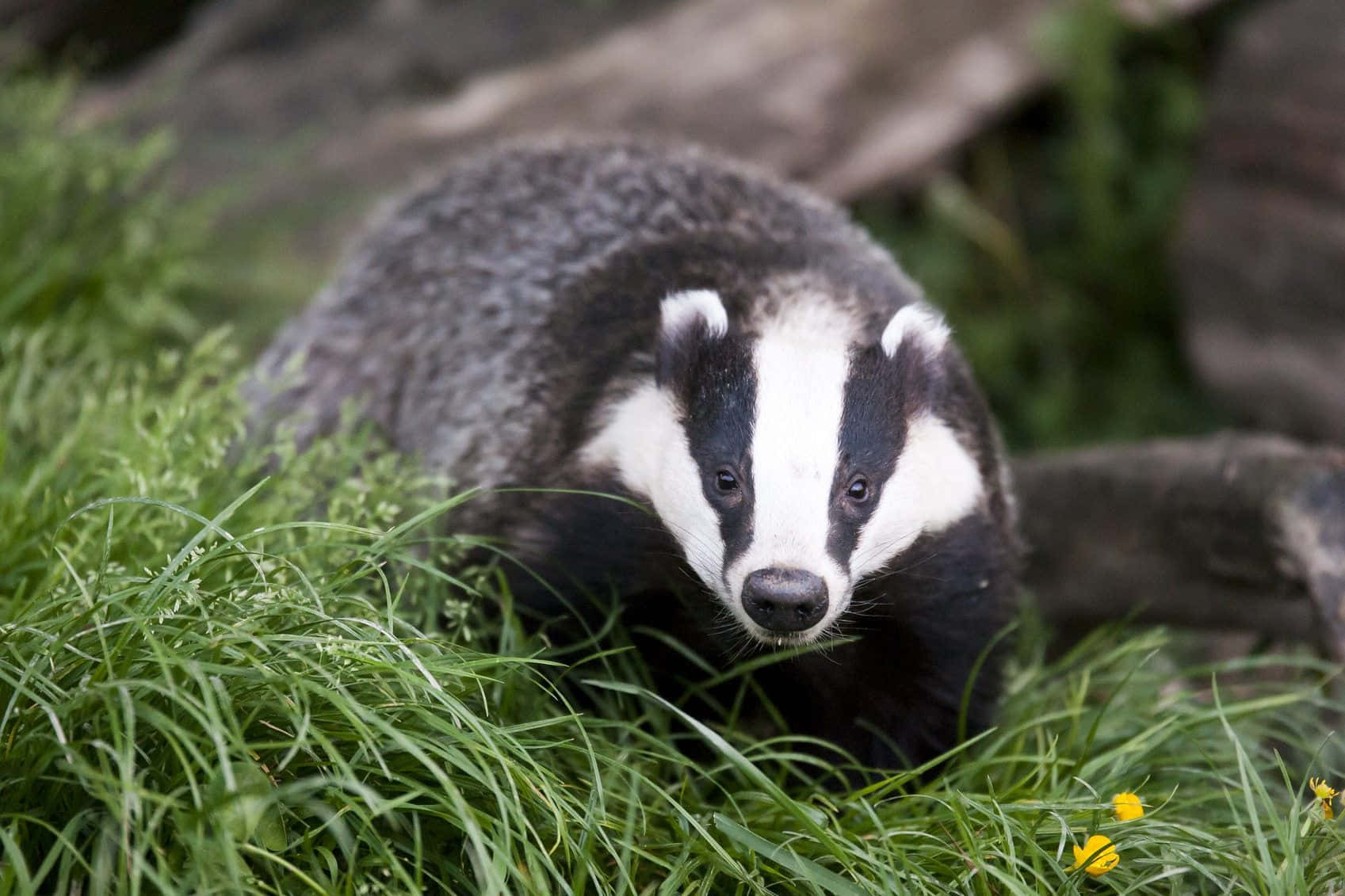 European Badgerin Grassland.jpg Wallpaper