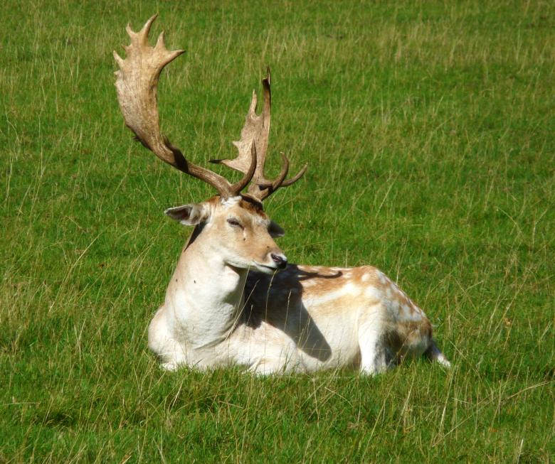 European Fallow Deer Resting Deer Hunting Wallpaper