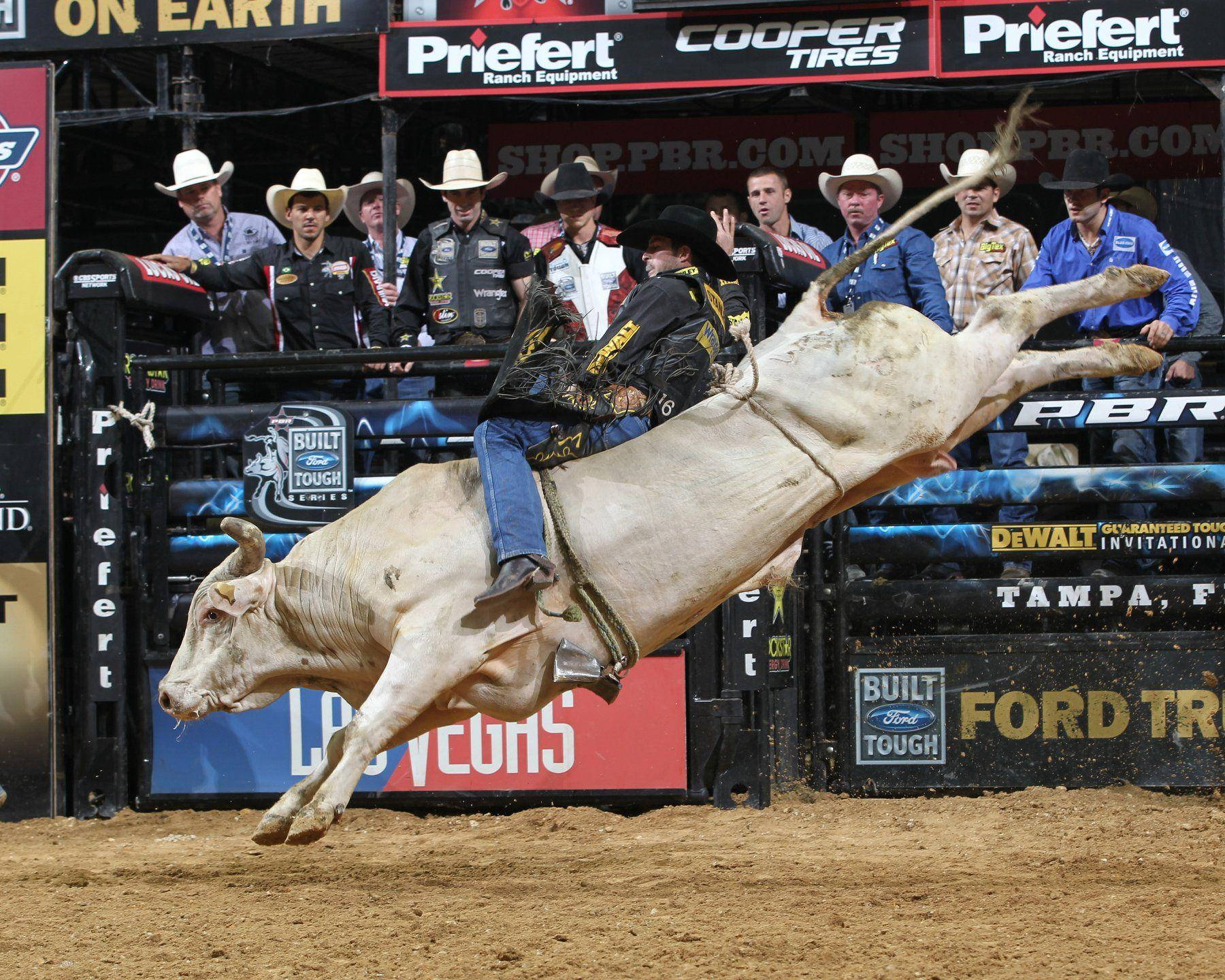 Experienced Bull Rider Taking On An Exciting Challenge Wallpaper