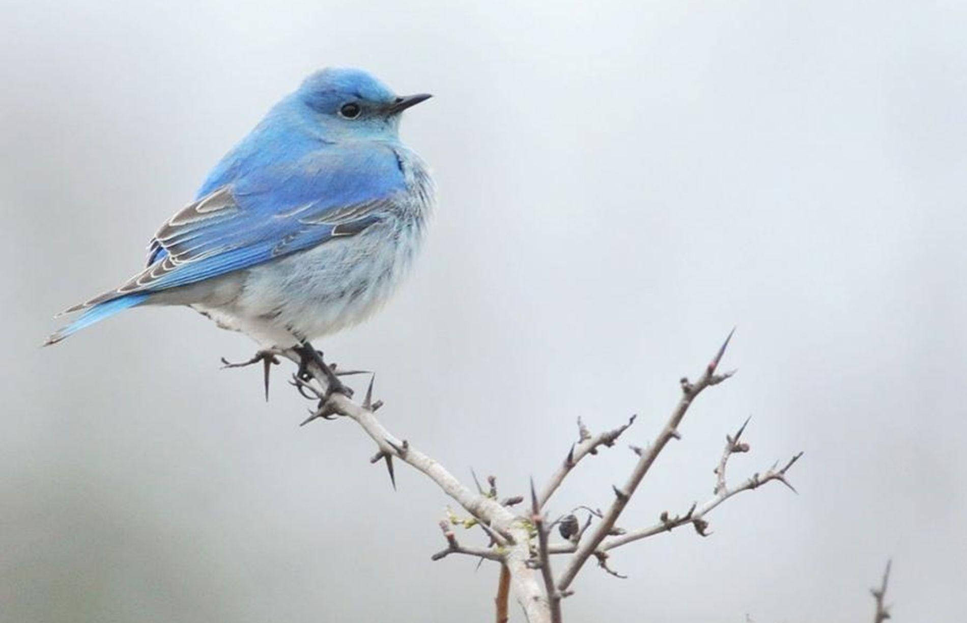 Explore An Enchanted World With A Curious Chubby Blue Bird Wallpaper