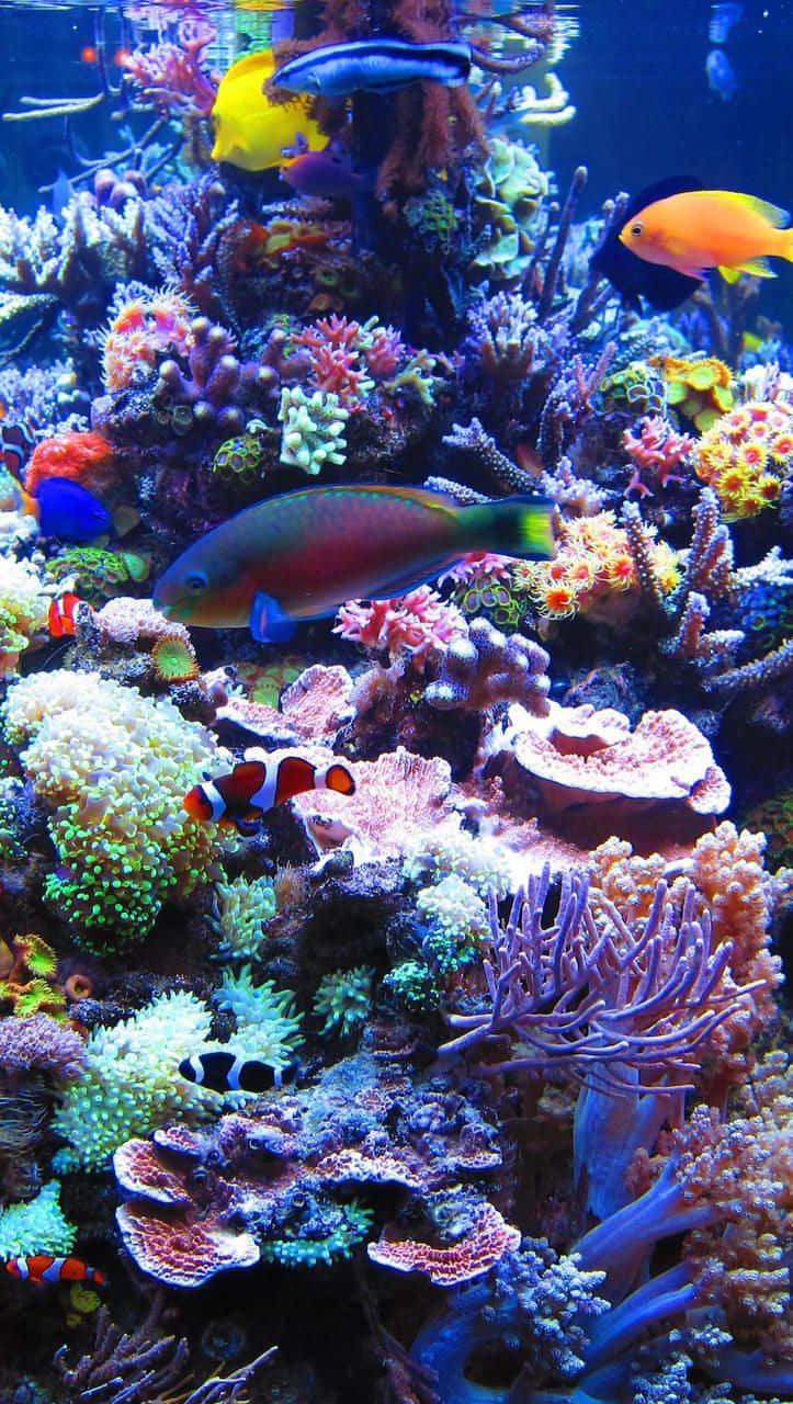 Explore Underwater Worlds With Aquarium Iphone Wallpaper