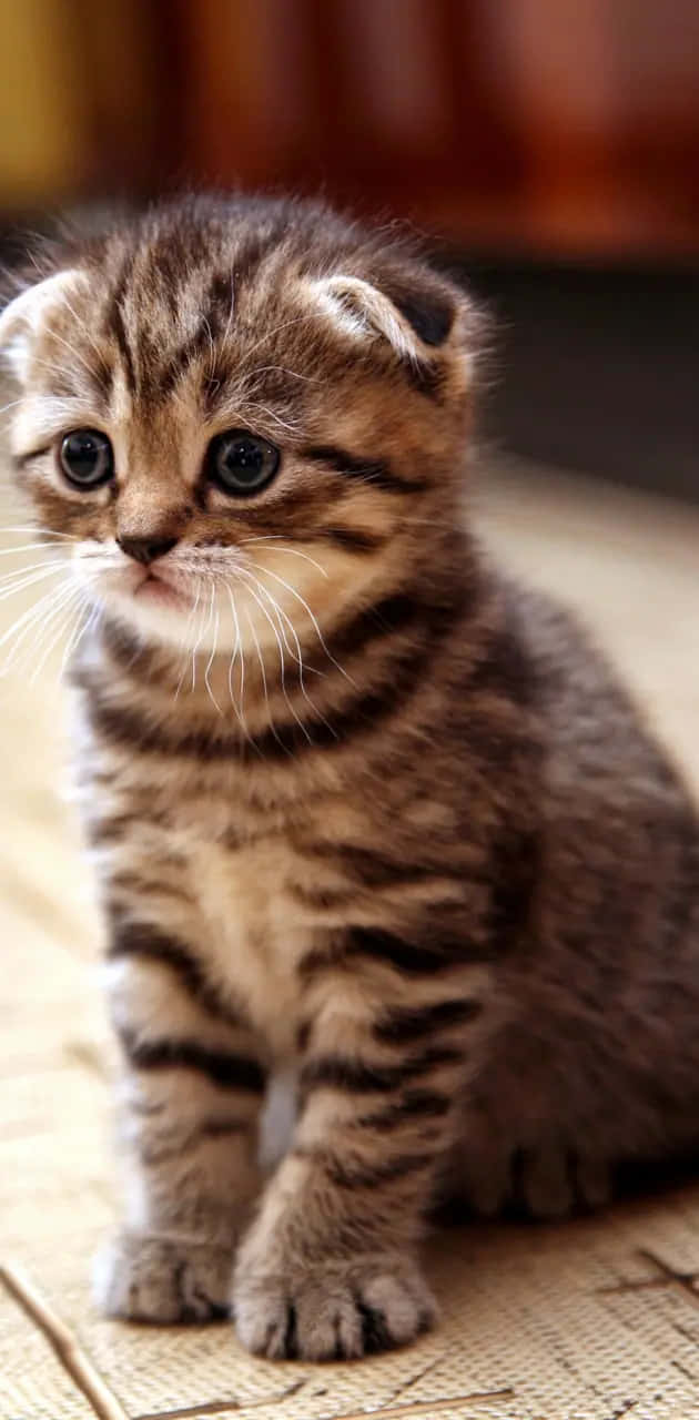 Expressive Eyed Tabby Kitten.jpg Wallpaper