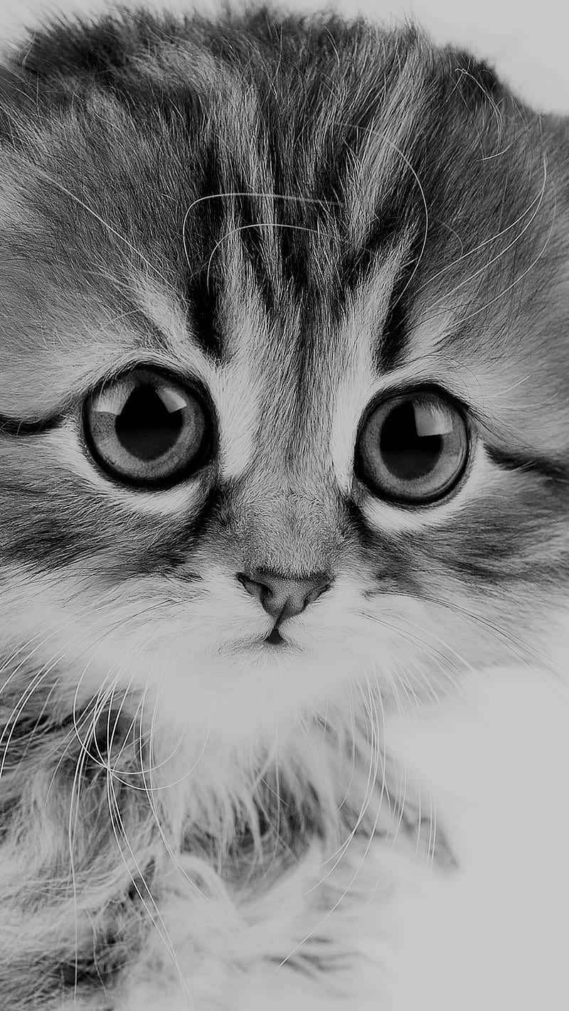 Expressive_ Sad_ Cat_ Portrait.jpg Wallpaper