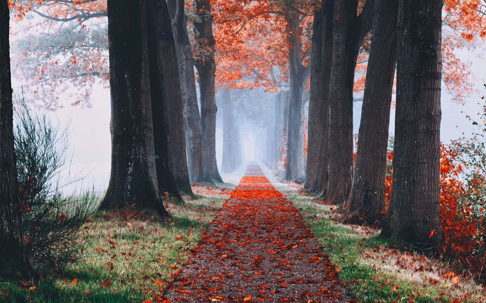 Fall Aesthetic Macbook Autumn Path Wallpaper