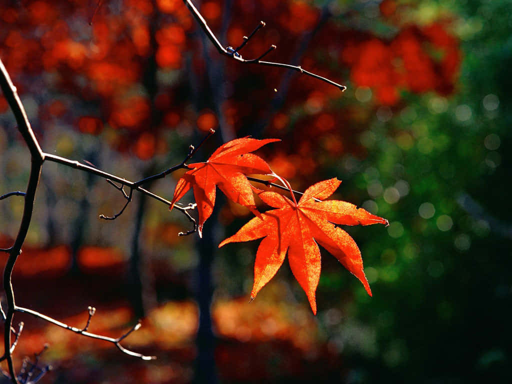 Fall Colors Shine Across The Landscape Wallpaper