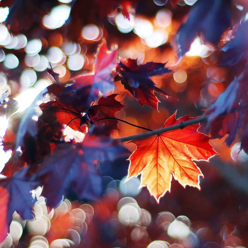 Fall Into This Season With An Ipad Wallpaper