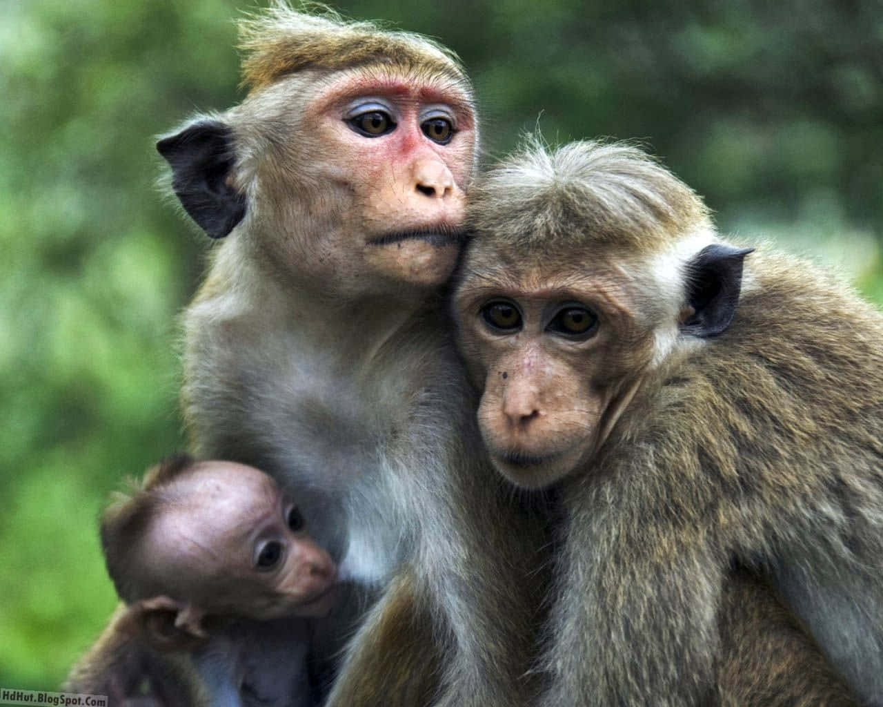 Family Cute Monkey Photo Wallpaper