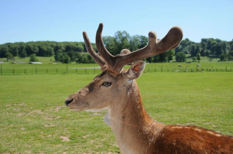 Fenced Deer Hunting Wallpaper