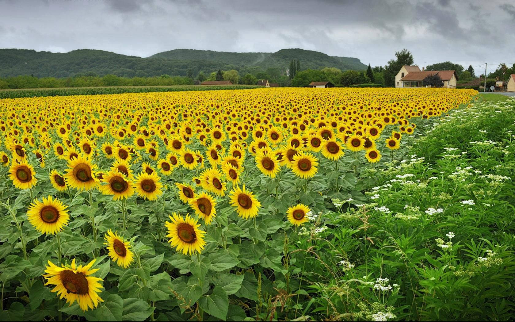 Field Of Beautiful Sunflowers Wallpaper