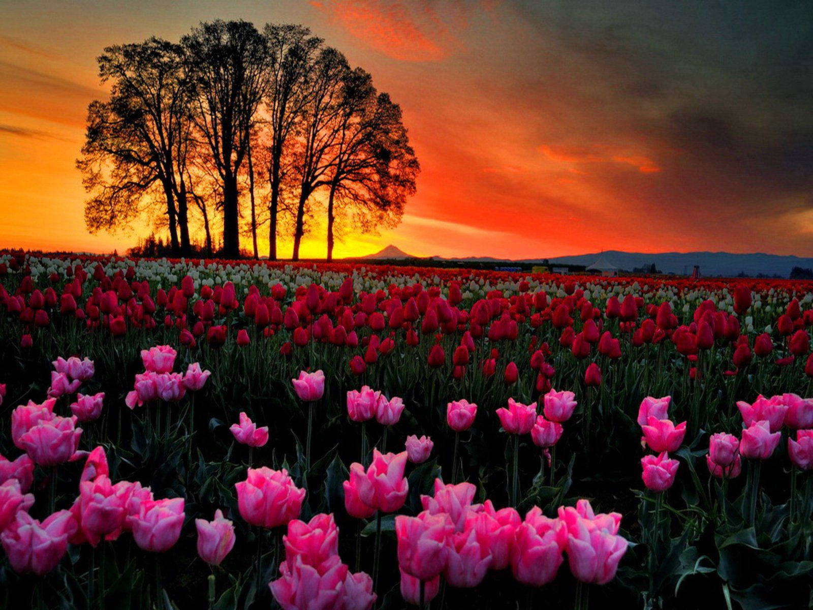 Field Of Pink Tulip Flowers Wallpaper