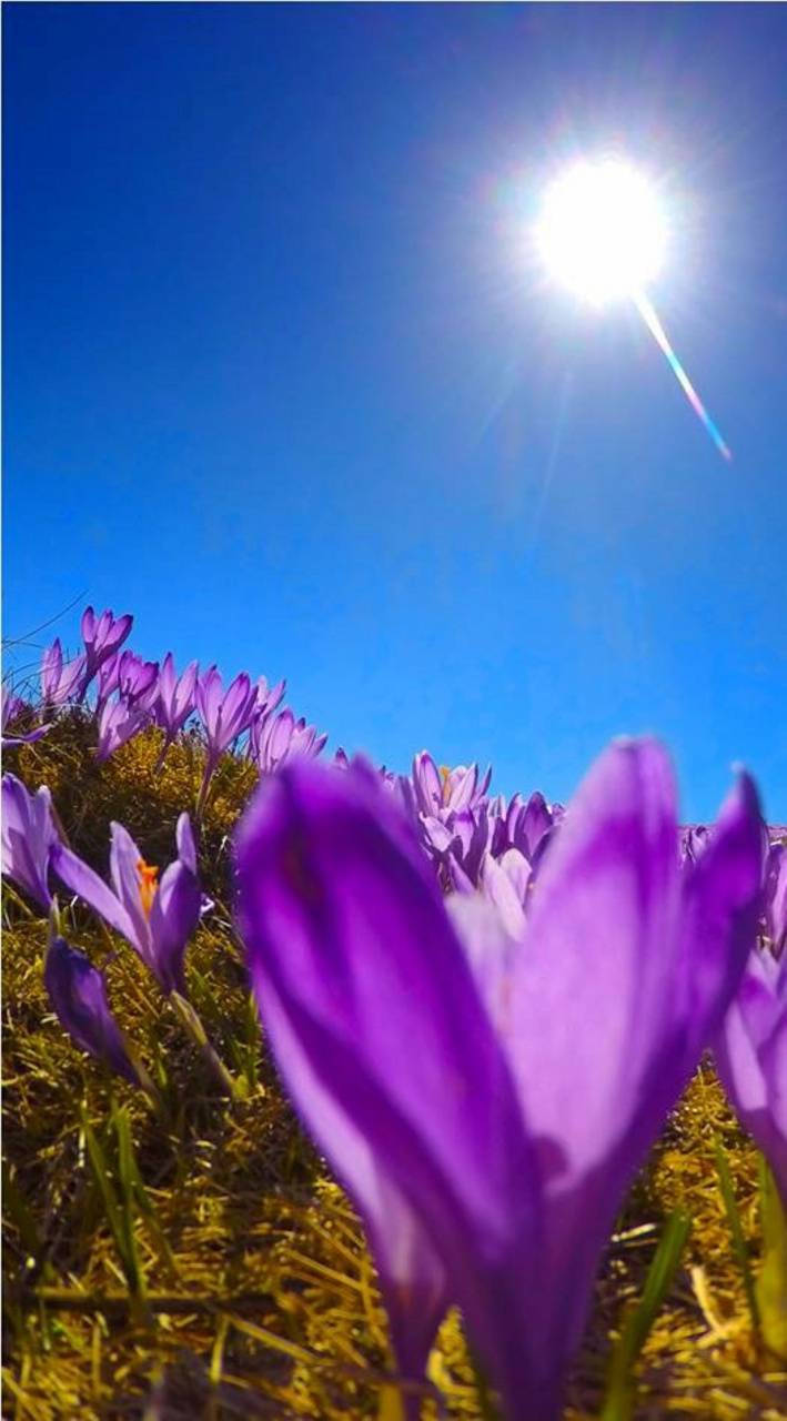 Field Of Saffron Crocus Flowers Wallpaper