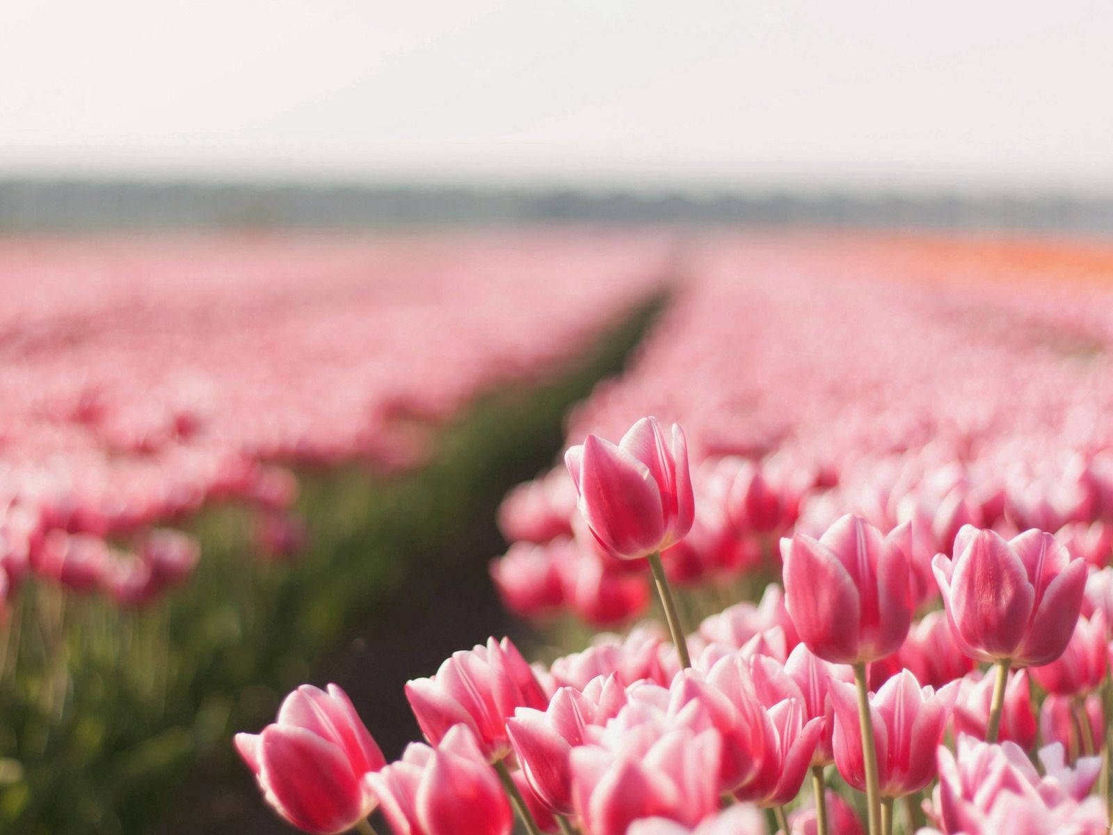 Fields Of Sharp In Pink Wallpaper