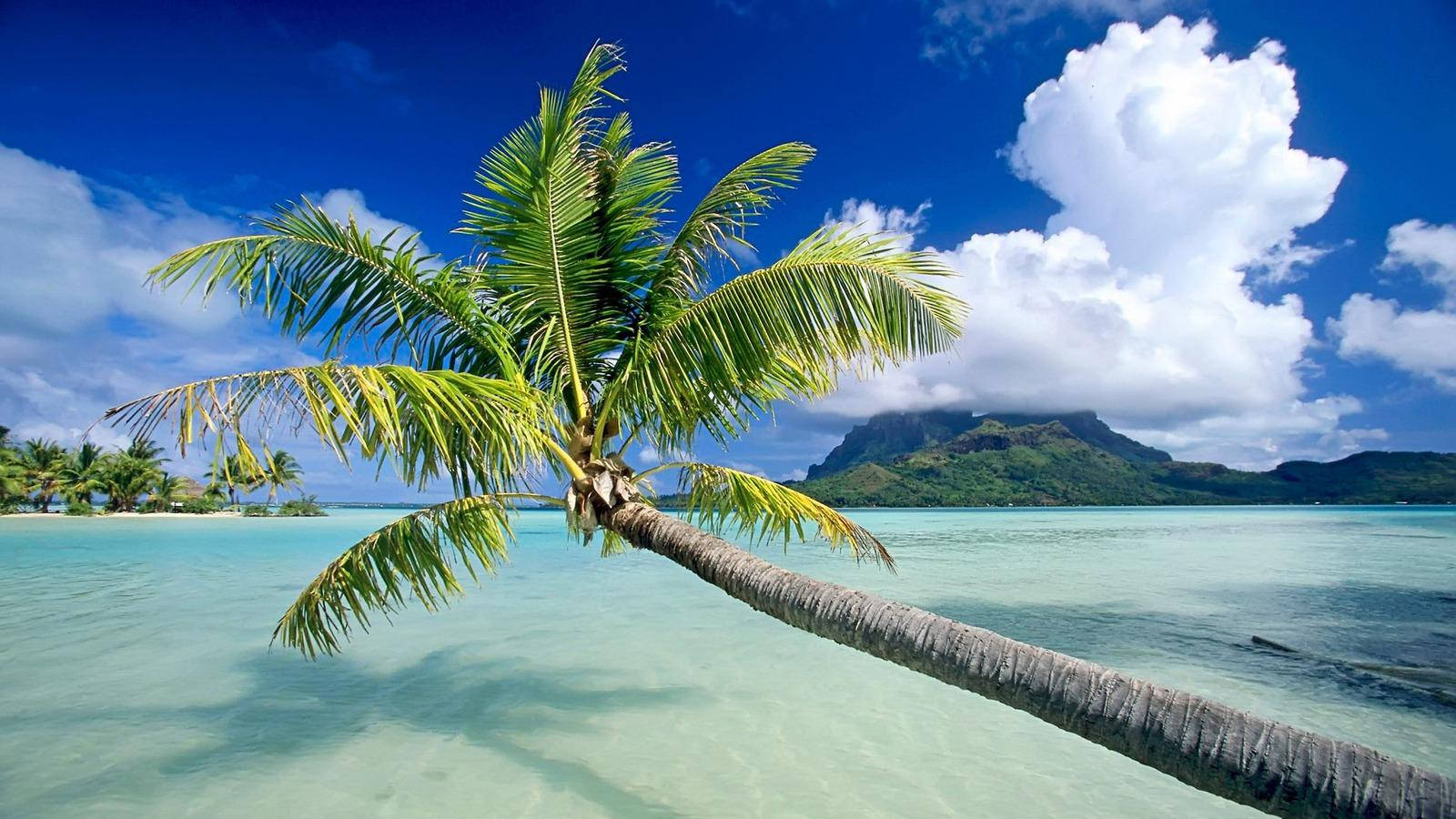 Fiji Coconut Tree Wallpaper