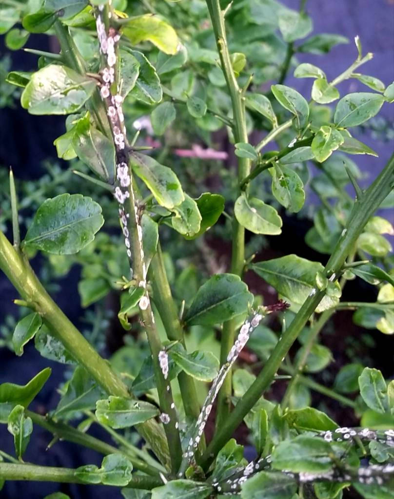 Finger Lime Plant Wallpaper