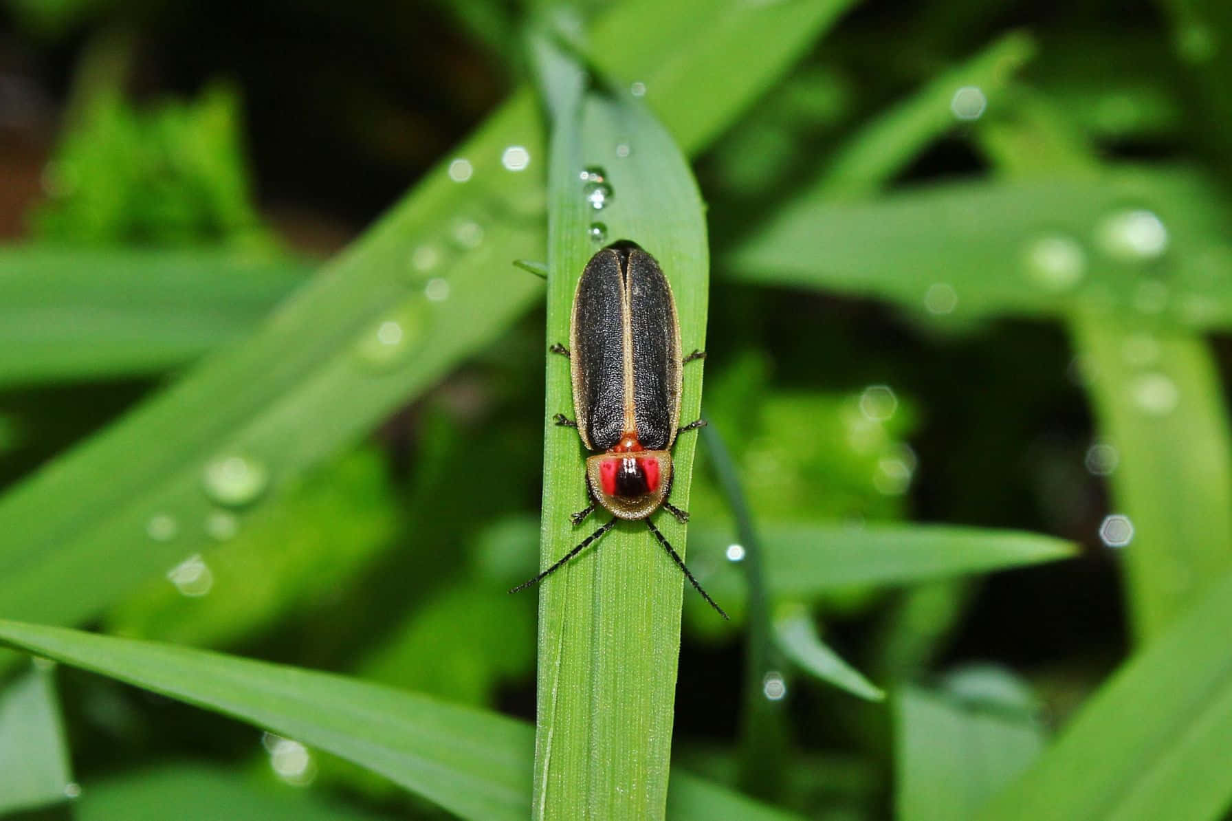 Fireflyon Dewy Grass Wallpaper