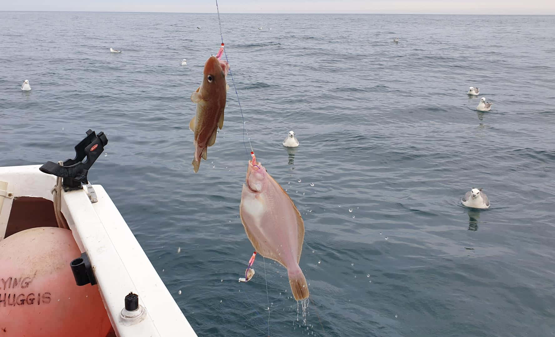 Fishing Trip Catch Daband Squid.jpg Wallpaper