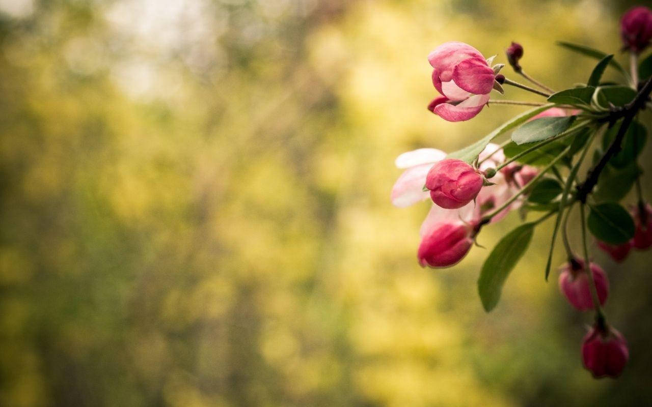 Flower Hd Pink Blossoms Wallpaper