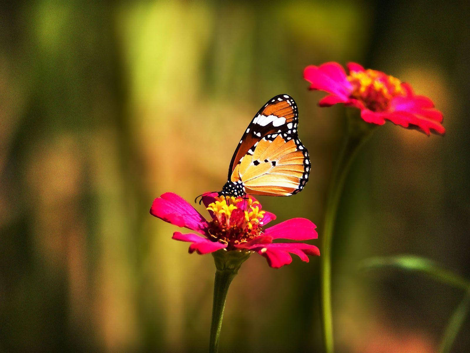 Flower Hd Pink Flower And Butterfly Wallpaper