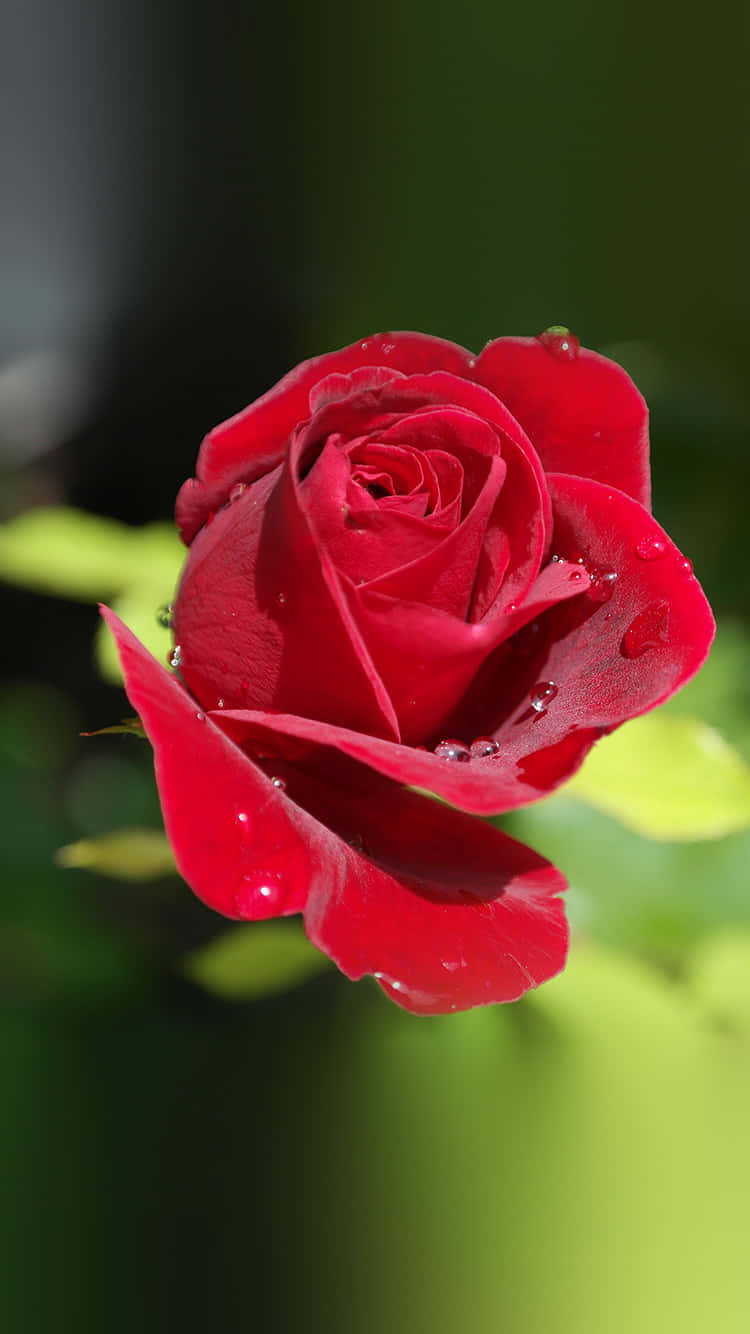 Flower Nature Red Rose Petals Wallpaper