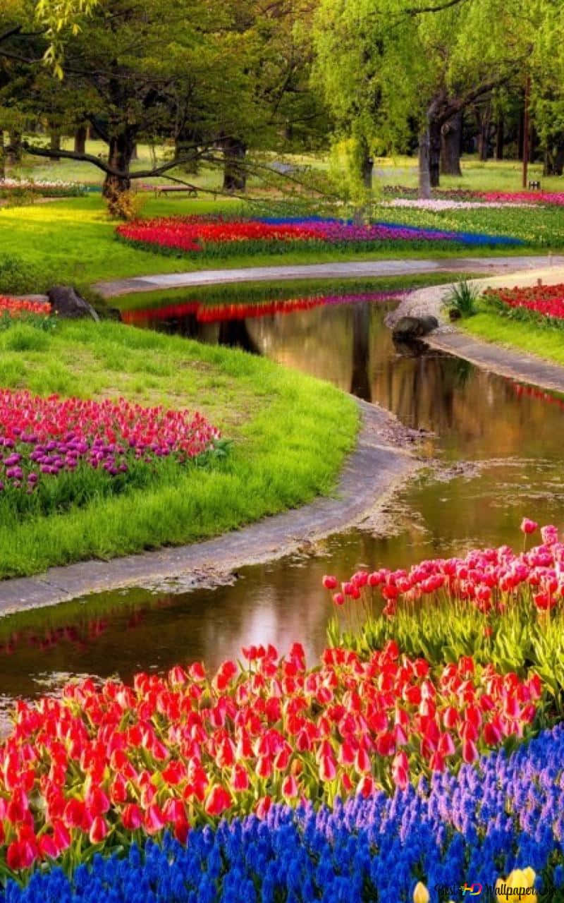 Flowers Nature Different Colors River Wallpaper