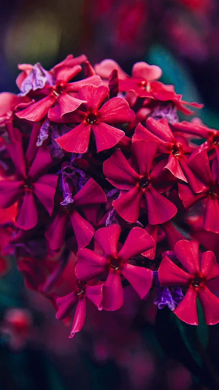 Flowers Nature Garden Phlox Petals Wallpaper