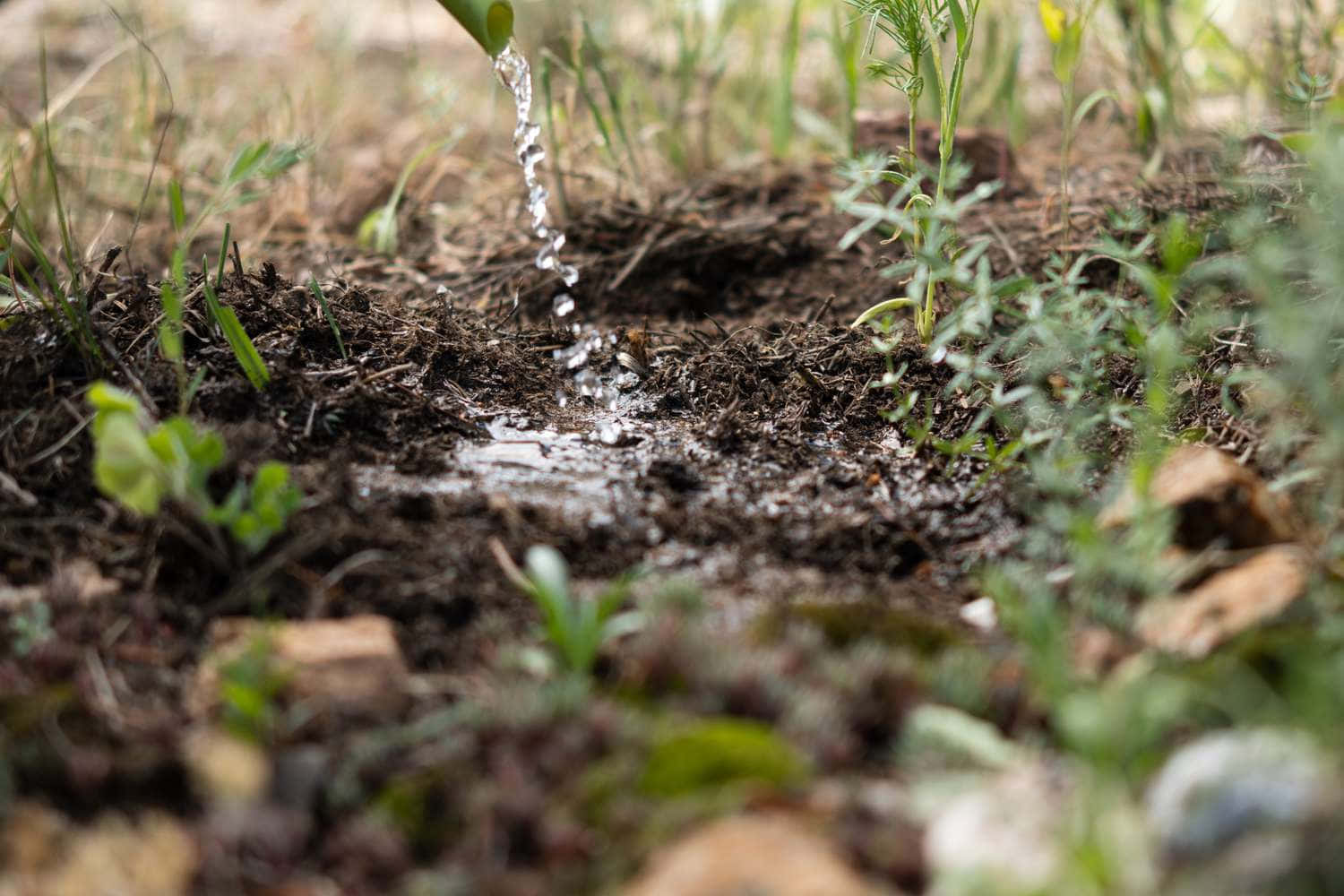 Flowing Water Into Soil And Plants Wallpaper