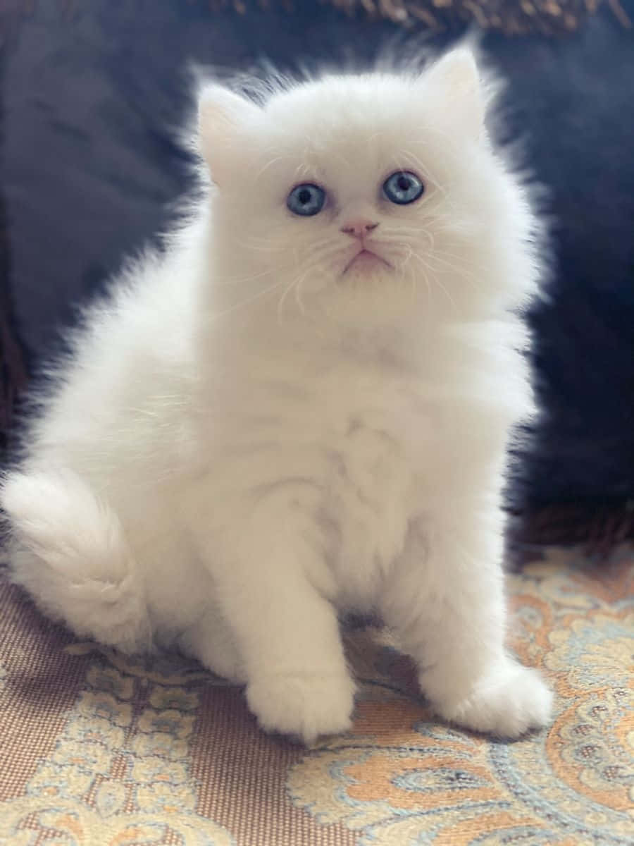 Fluffy White Cat Blue Eyes Wallpaper