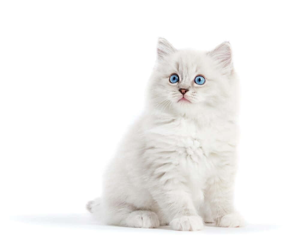 Fluffy White Kitten Blue Eyes Wallpaper