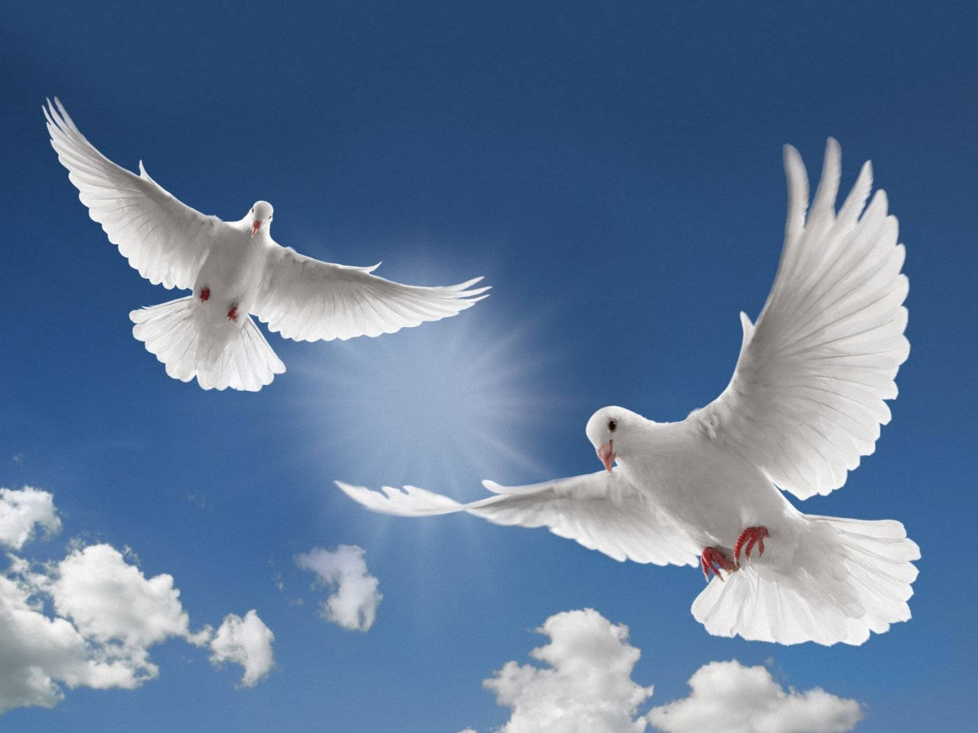 Flying White Dove Low Angle Shot Wallpaper