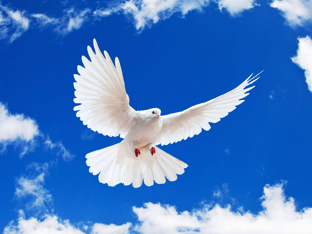 Flying White Dove Under Blue Sky Wallpaper