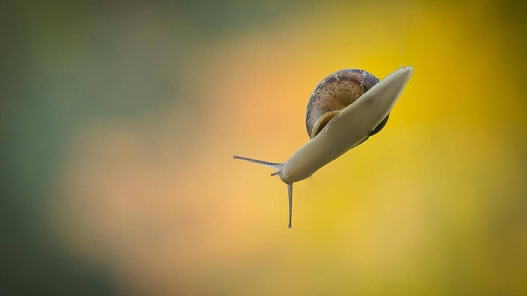 Flying White Snail Wallpaper